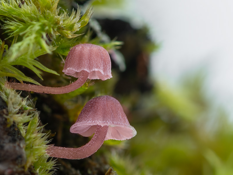 Mycena meliigena